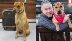 
                    
                        Dog Abandoned At Railway Station Finds A Forever Family! Yay!!
                    
                