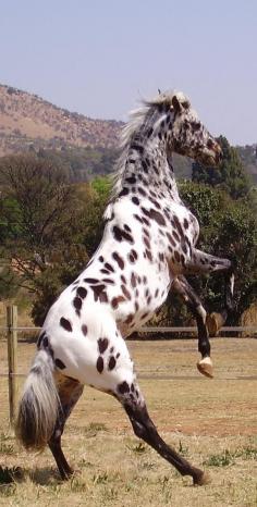 
                    
                        Leopard Appaloosa horse
                    
                