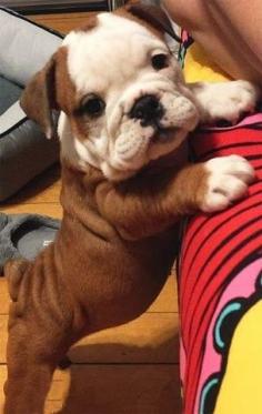 
                    
                        #puppy #standing #newpuppy #cutepuppy #littlepuppy #adorablepuppy www.kurgo.com
                    
                