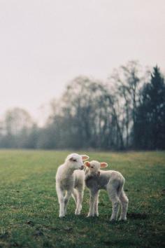 Baby goats