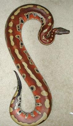 Blood Python thewildanimalstore.com