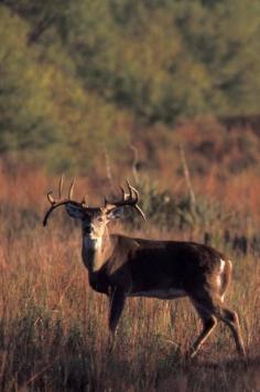 Whitetail - unusual rack -