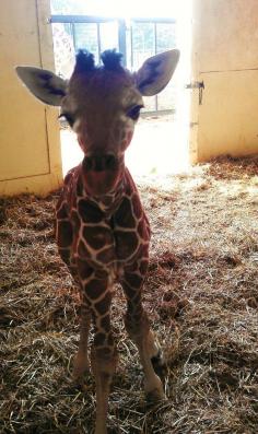 
                    
                        Giraffe
                    
                