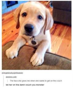 The infamous puppy dog look from a Labrador Retriever :)
