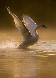 Beautiful swan