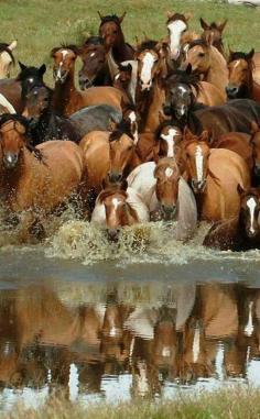 
                    
                        Wild Horses
                    
                