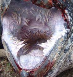 Nature Wants to Eat Your Soul Leatherback Turtle