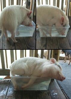 If I Fit I Sit: Pig Version /Hmm. So it isn't just a cat thing. LOL