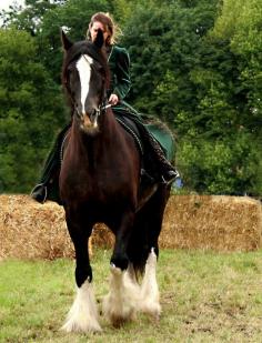 
                    
                        shire horse
                    
                