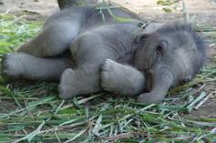 Baby elephant...sweetest thing on earth  Elephants are incredible, incredible creatures. If only a human heart was as faithful as these wonderful animals