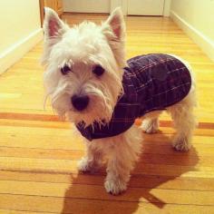 every puppy needs a Barbour jacket