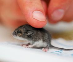 
                    
                        baby mouse :)
                    
                