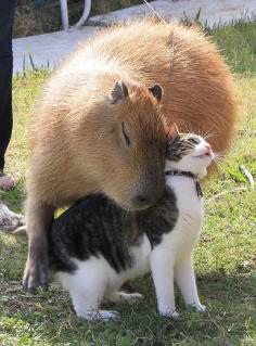 
                    
                        Capybara fond of his cat friend
                    
                