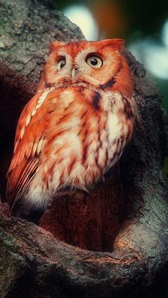 
                    
                        owl #birds #birdsofprey
                    
                