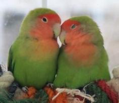 
                    
                        Love Birds!
                    
                
