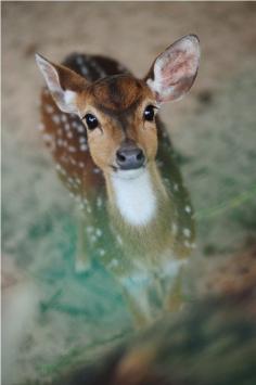 Are baby deer seriously not the most beautiful creatures?!!?