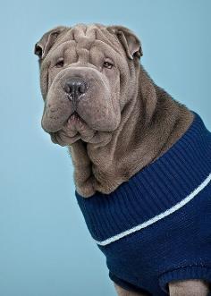 
                    
                        Shar Pei  dog
                    
                