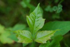 Natural Remedies for Poison Ivy