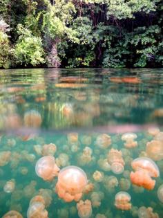 
                    
                        Jellyfish Lake in Palau - one of the top diving destinations in the world. The jellyfish that live have lost their sting and are completely harmless making them the perfect swimming companions.
                    
                