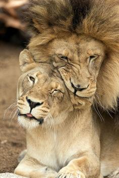 Love in the animal kingdom