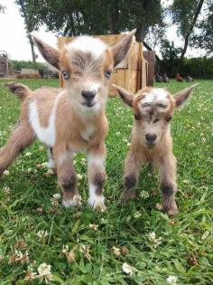 Aww, they look like pygmy goats, not sure but super adorable. ..