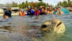 
                    
                        Suspicious Sea Turtle Photobombs Vacation Picture. LOL!!!!
                    
                