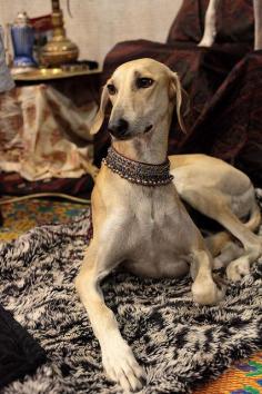 
                    
                        A lounging saluki.
                    
                