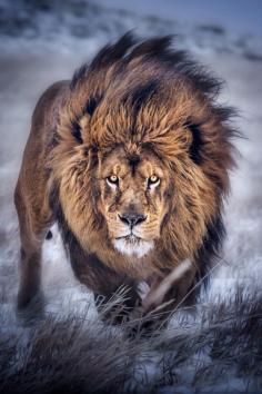 
                    
                        Majestic Lion! He does look like the King of The Jungle!
                    
                