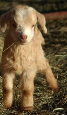 Country life - Kid Goat