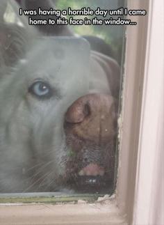 
                    
                        Dump A Day Funny Pictures Of The Day - 81 Pics. I was having a horrible day until I came home to this face in the window...funny dog
                    
                