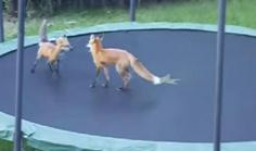 
                    
                        You won&#8217;t Believe what Happens when Foxes Find a Trampoline
                    
                