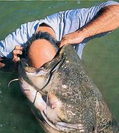 
                    
                        What Not To Do With Your Catfish.
                    
                