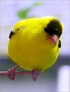 Yellow Finch.one of these beautiful birds just landed on my deck,but it flew away before I could get a picture of it.i am so bummed.