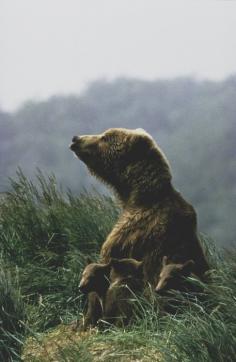 
                    
                        Grizzly Bear - Ursus arctos  In the early 1800s, an estimated 50,000 grizzly bears roamed across the western United States from the Great Plains to the Pacific coast. Today, their populations in the lower 48 states are limited to the Northern Cascades (Washington), Northern Rockies, and Greater Yellowstone Ecosystems.
                    
                