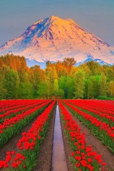 Flower Field Across From Mt. Rainier, Washington