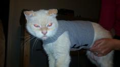 
                    
                        diy cat thunder shirt
                    
                