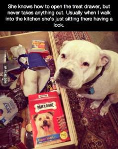 Puppy treat drawer