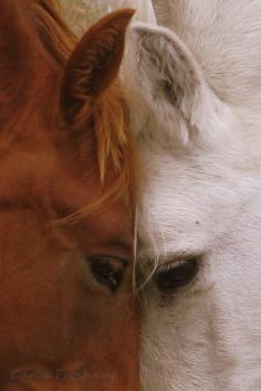 Horse love