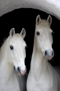 Lipizzaner Sisters - Beautiful horses!  Go to www.YourTravelVideos.com or just click on photo for home videos and much more on sites like this.