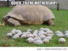 Tortoises!!!#pet girl #Cute pet #pet boy| http://pet-boy-339.blogspot.com