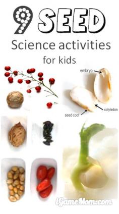 
                    
                        9 kids science activities about seeds, explore different seed structures, watch seeds spread around, observe seed sprout, and record discoveries. Find out how to set up the experiments so it is easy for kids to observe and measure seedlings. Great spring and garden science activities for kids.
                    
                