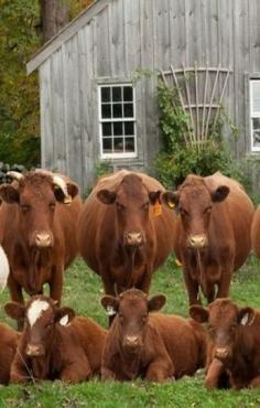 Looks like a cow family photo :)