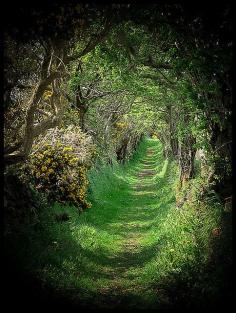 The Old Road ~ Tree Tunnel - Ballynoe, County Down, Northern Ireland. © Cat-Art ~ Cat Shatwell. The old road that leads to a ancient stone circle, a beautiful & magical place. A very large circle of over 50 stones up to 1.8 metres high (though many smaller) encloses a space about 35 metres across.