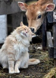 Awww... calf says hello to farm kitty - #calf #cow #cat #kitty #barn #farm #animal #animals #calves #cows #cats #friends #hello #kiss #nuzzle #kitties #homestead #cute #sweet - ≈√