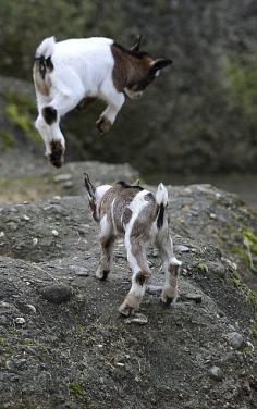 Baby Pygmy Goats stay still or this wont work!