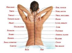 So often, problems within our spine is causing pain in completely different parts of the body. So we usually begin to treat the other problems, of course, without any effect. Therefore, we should pay particularly special attention to the spine.  If you feel any pain in the back, it can be det