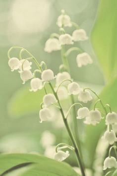 May Flower - lily of the valley