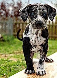 Louisiana Catahoula Leopard Puppy.. Catahoulas are my dream dog