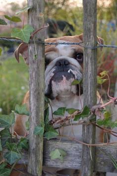 Old English bulldog