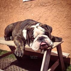Bulldog Nap